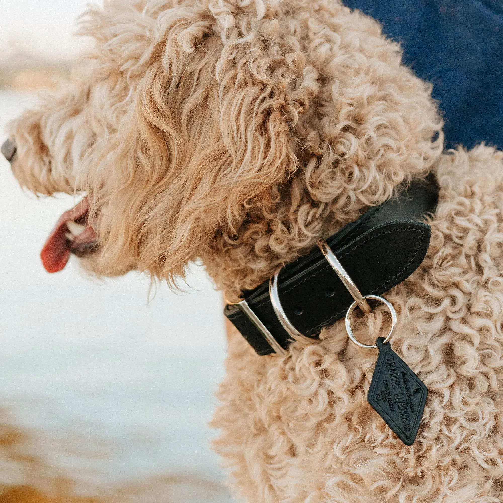 Leather Dog Collar - Designer