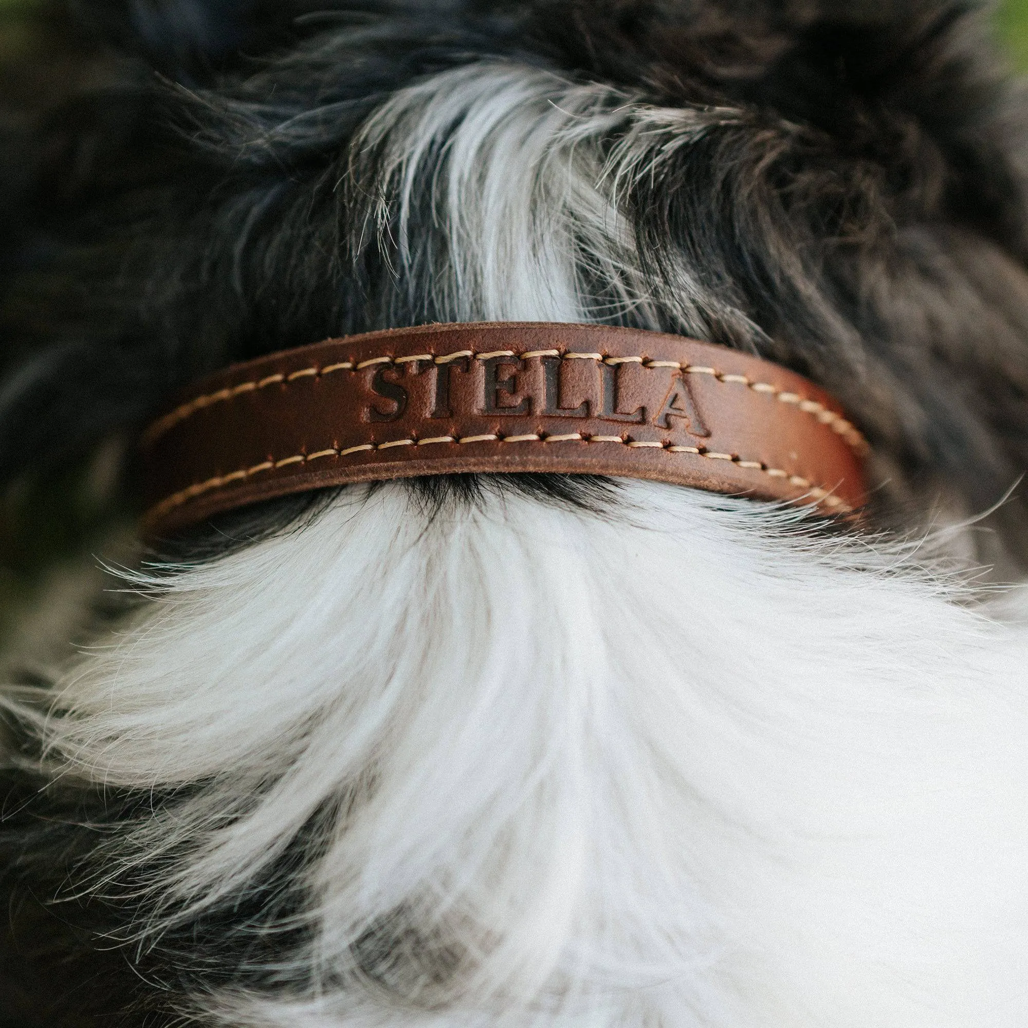Leather Dog Collar - Designer
