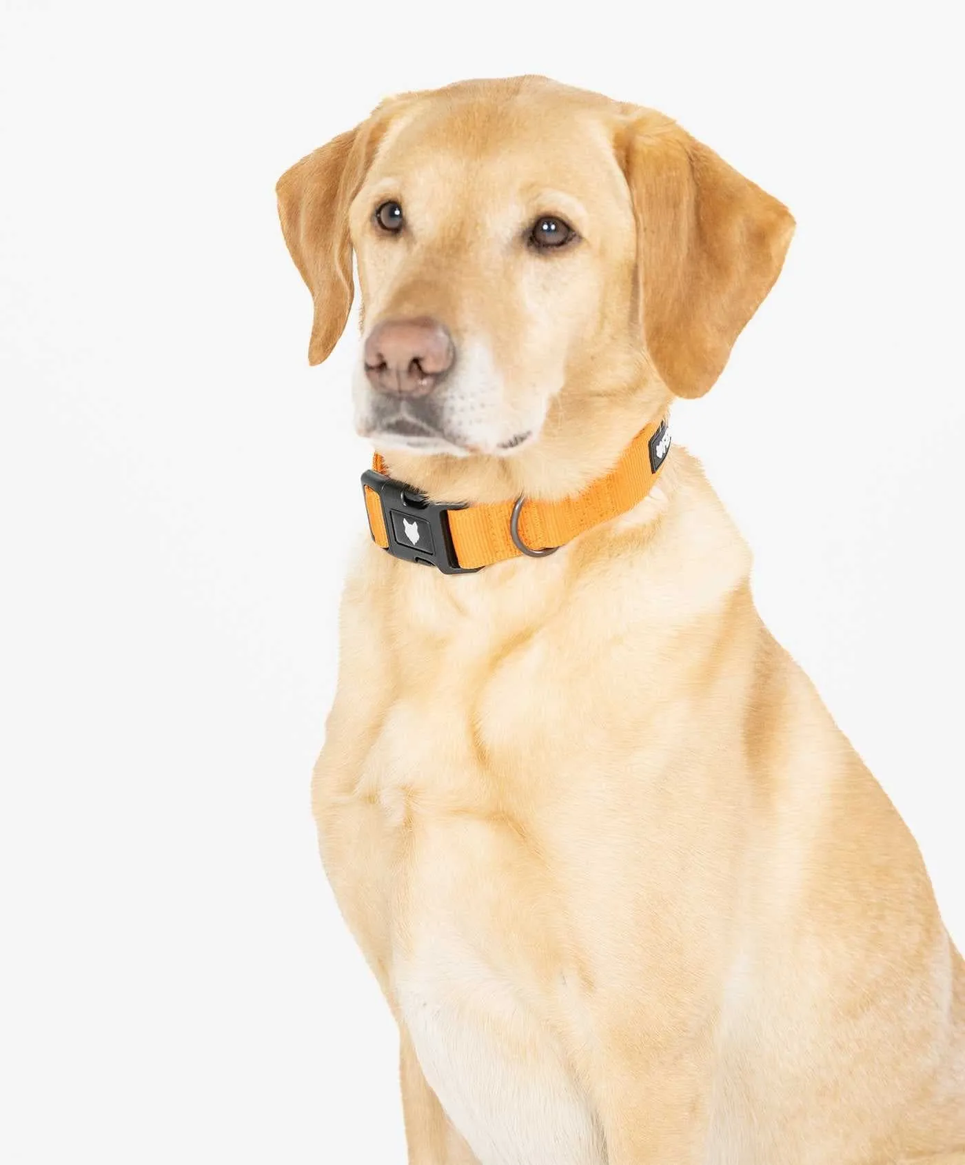 Ragnar Dog Collar