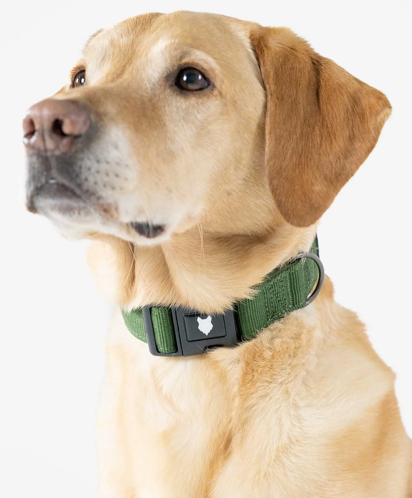 Ragnar Dog Collar