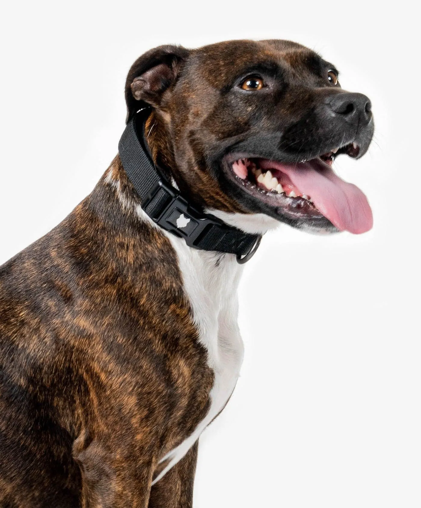 Ragnar Dog Collar