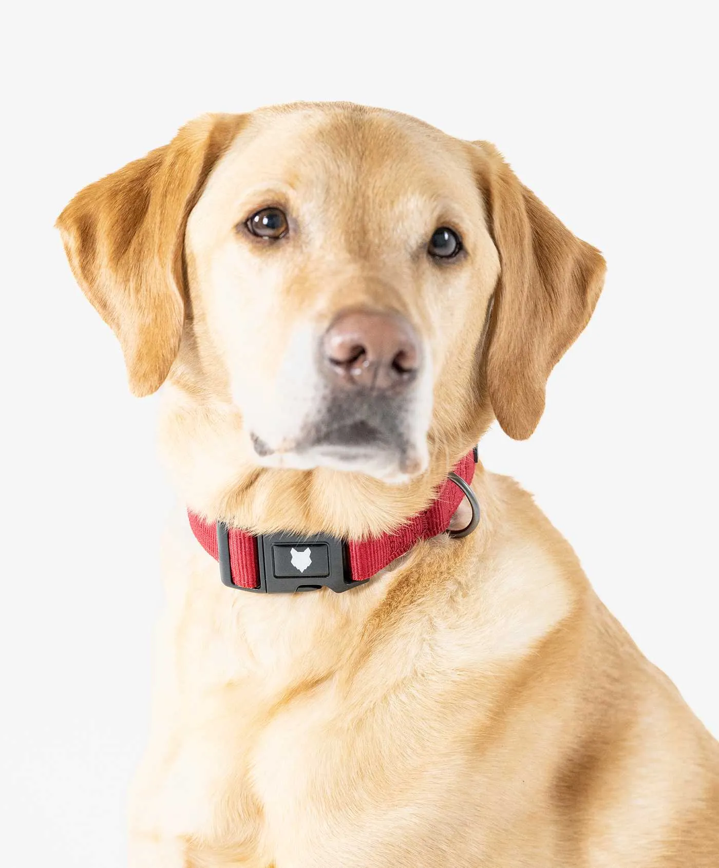 Ragnar Dog Collar