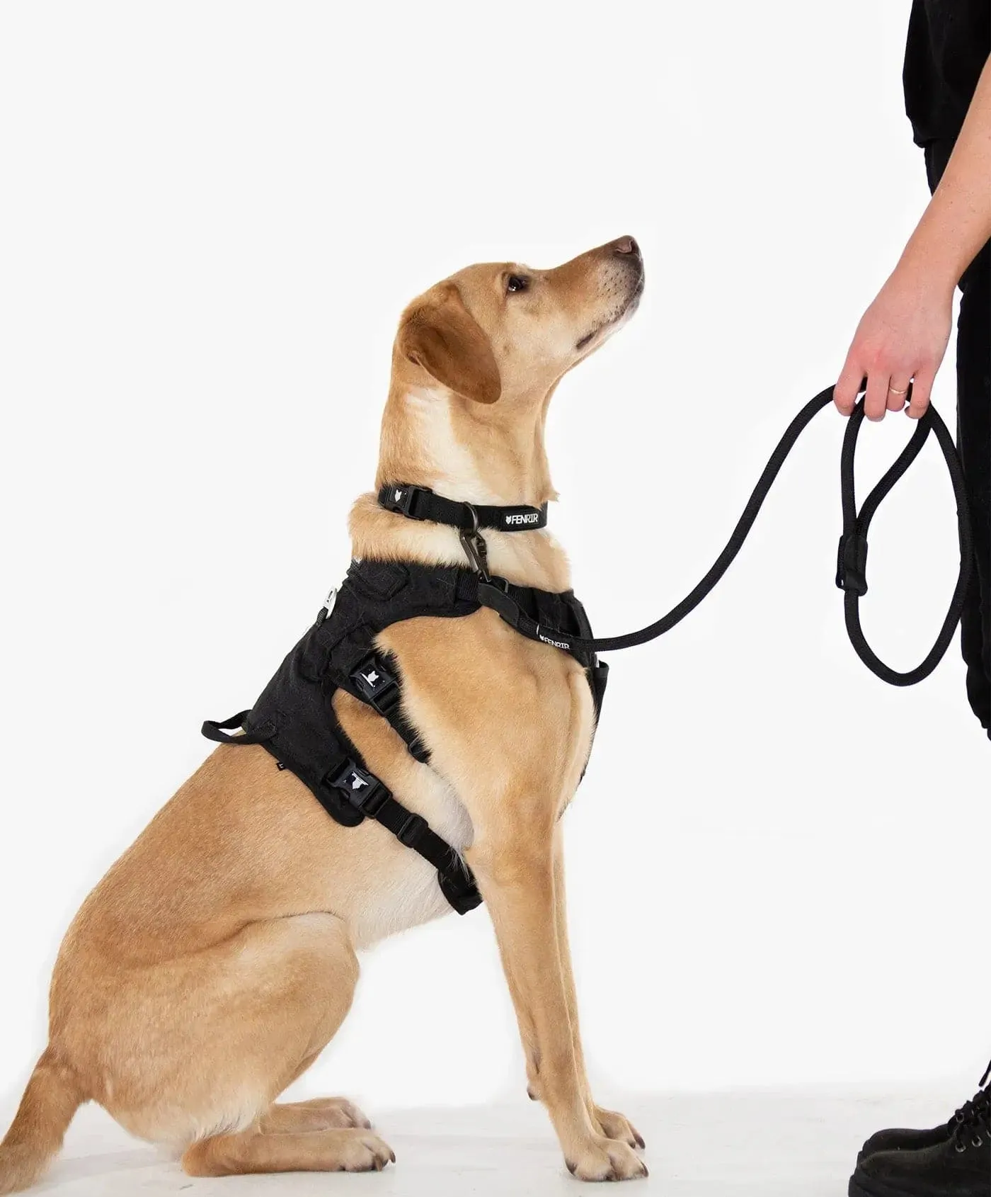 Ragnar Dog Collar